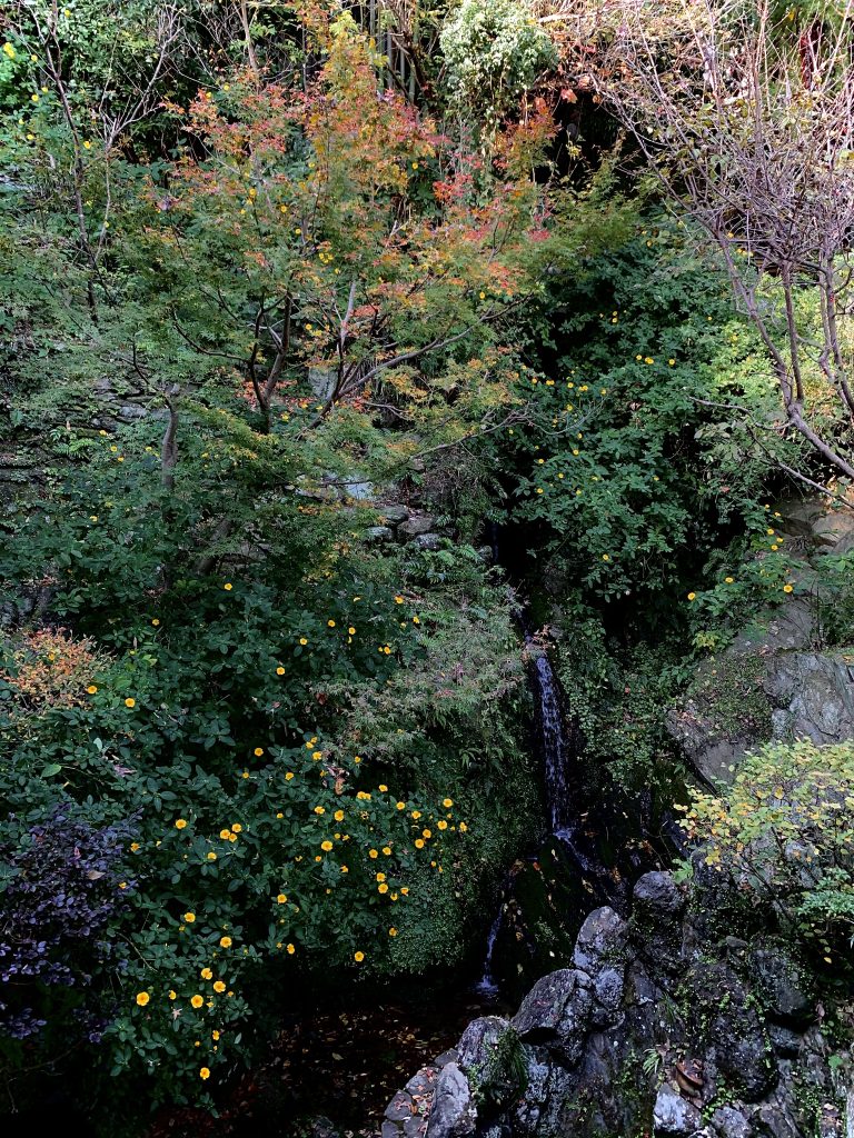 和田の屋_黄花亜麻